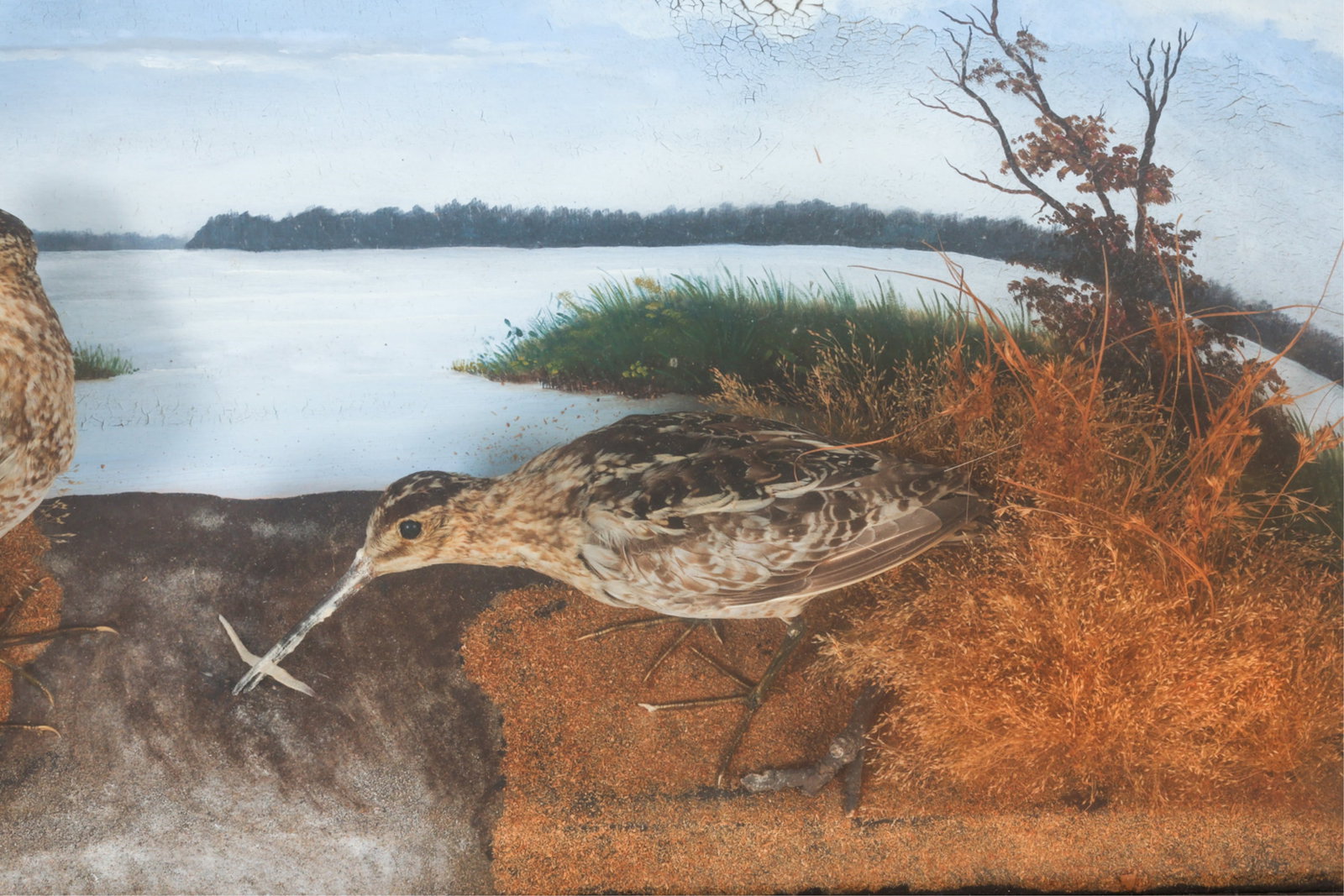 ANTIQUE BIRD DIORAMA - 4