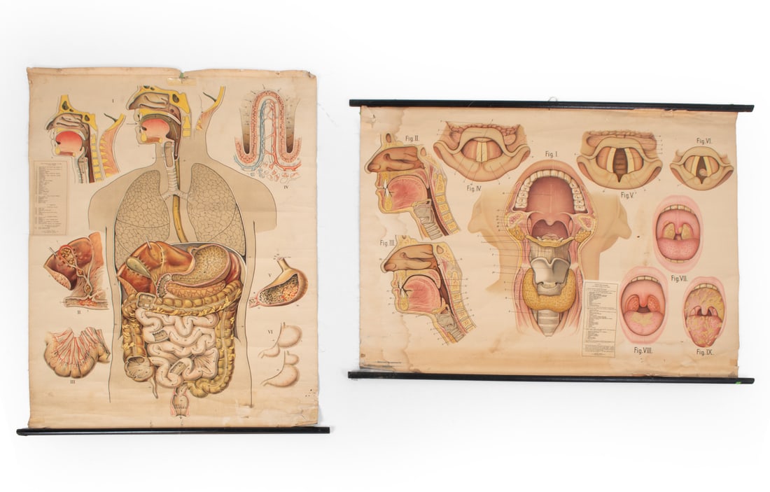 VINTAGE EDUCATIONAL CLASSROOM ANATOMY PRINTS: Includes digestive system and larynx with pharynx diagrams Dimensions: L 32" x W 42" Condition: Showing signs of wear including age toning, tears, water marks and creases consistent with age and moder