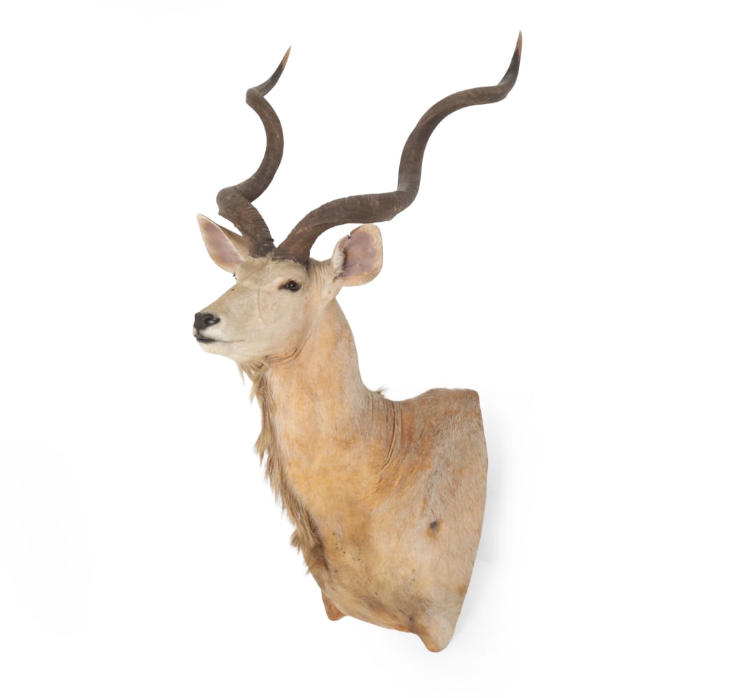 GRATER KUDU TAXIDERMY SHOULDER MOUNT TROPHY (1 of 19)