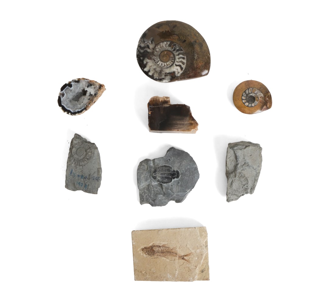 FOSSIL GROUPING INCL. AMMONITES & TRILOBITE: Variety of fossils including Ammonites, a trilobite, petrified spruce tree and a fish. Dimensions (Largest) L 3.5" x W 3" Condition: Wear consistent with age, including surface wear and losses to ston