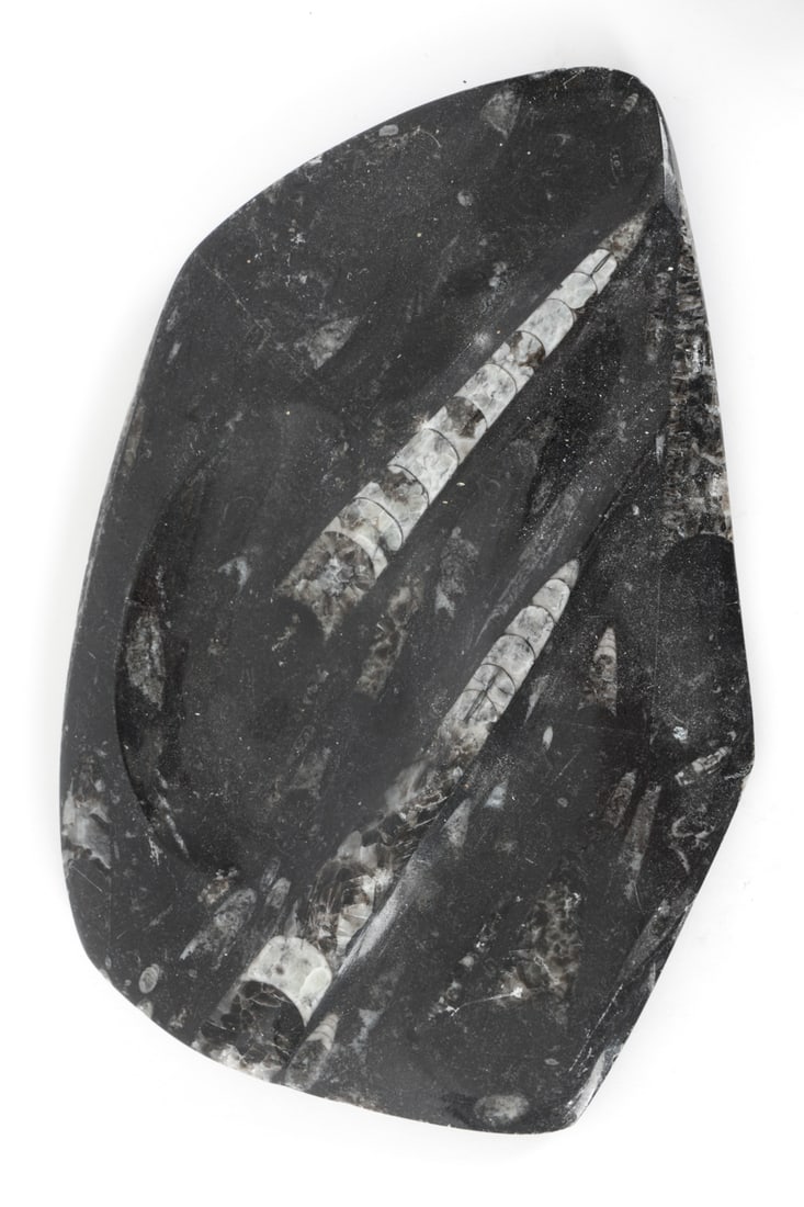 FOSSILS & PYRITIZED STONE GROUPING - 2