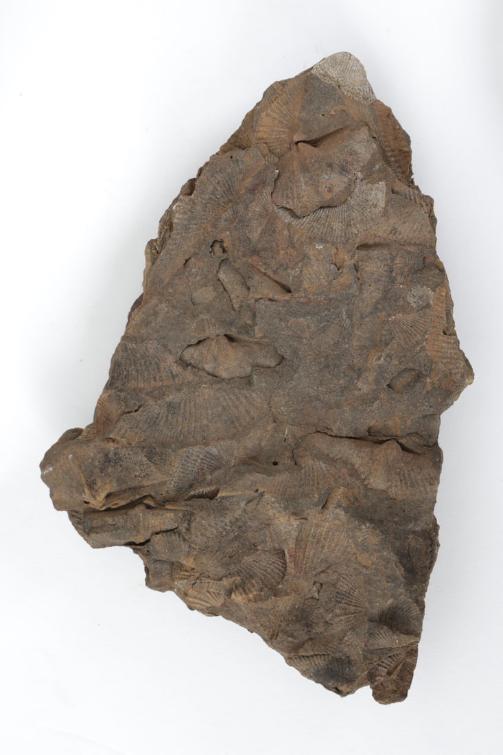 FOSSILS & PYRITIZED STONE GROUPING - 3