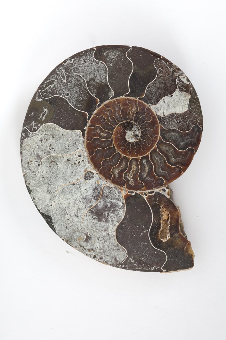 FOSSILS & PYRITIZED STONE GROUPING - 4