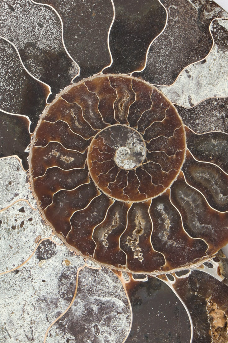 FOSSILS & PYRITIZED STONE GROUPING - 6