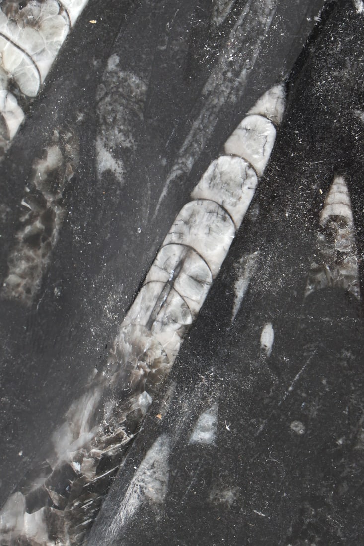 FOSSILS & PYRITIZED STONE GROUPING - 7