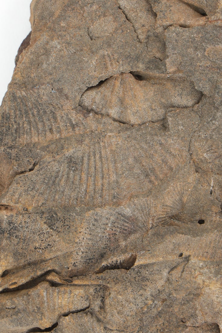 FOSSILS & PYRITIZED STONE GROUPING - 8