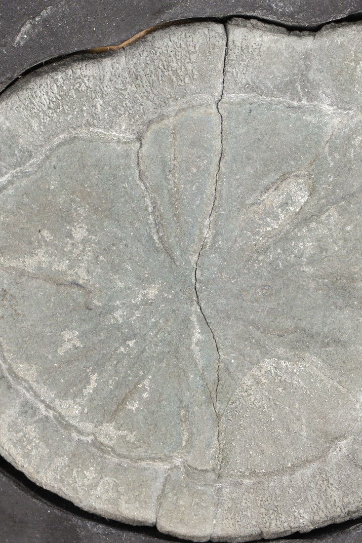 FOSSILS & PYRITIZED STONE GROUPING - 10