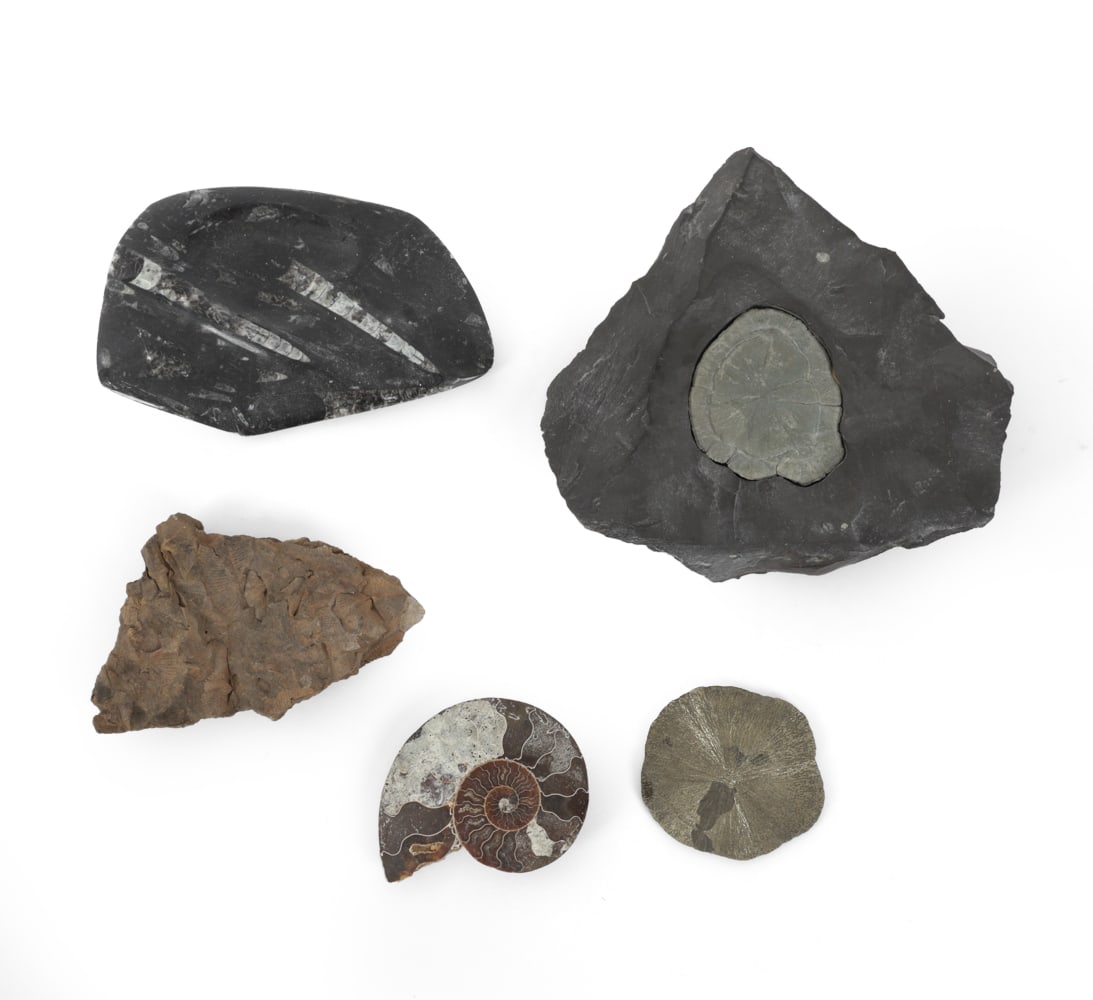 FOSSILS & PYRITIZED STONE GROUPING (1 of 11)