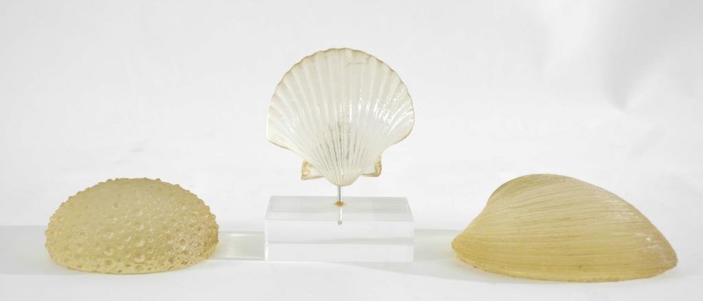 GROUP OF RESIN SHELLS ATTR. DOROTHY THORPE: Dimensions: H 4 1/4" W 3" D 2" Condition: Good.