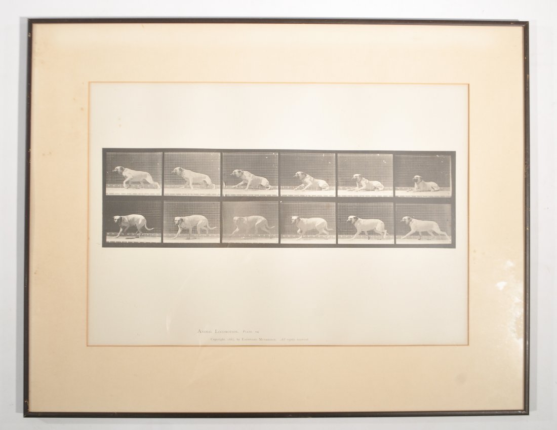 EADWEARD J. MUYBRIDGE (ENGLISH 1830-1904): ANIMAL LOCOMOTIVE, Plate 714. Copyright, 1887 Dimensions: Frame; H 20" x W 25". sight H13 3/8" x W 19 1/4" Condition: good, some brown spots.