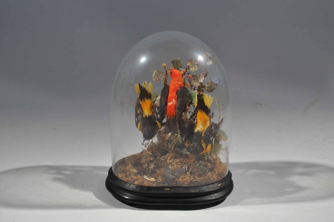 VICTORIAN BIRD TAXIDERMY SPECIMEN DOME (1 of 9)