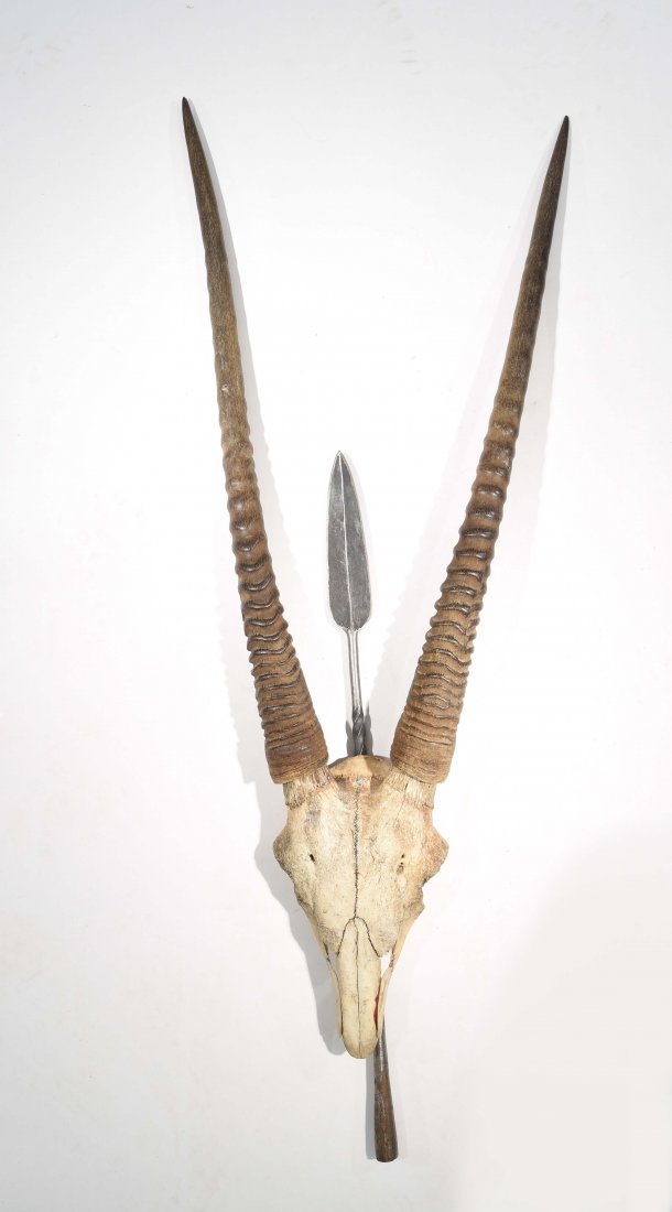 MOUNTED ANTELOPE SKULL WITH SPEAR: Dimensions: H 44" x W 17" x 4" Condition: Good. Splits and repairs to bone.