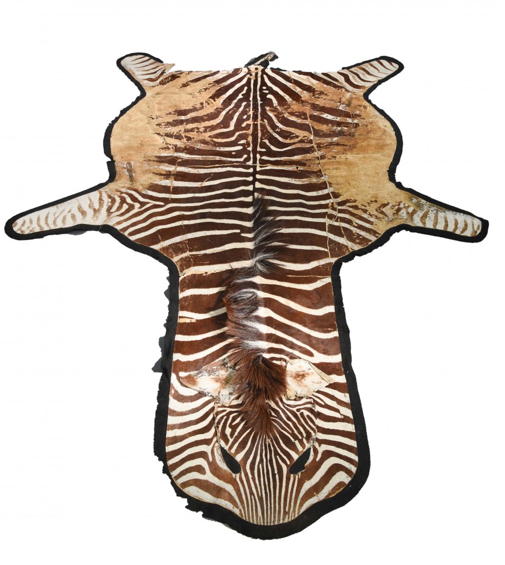 ZEBRA HIDE RUG: Dimensions: L 116" x W 75" Condition: Heavy wear and loss to fur/hide (especially the sides). Some cracks and seperation of tail.