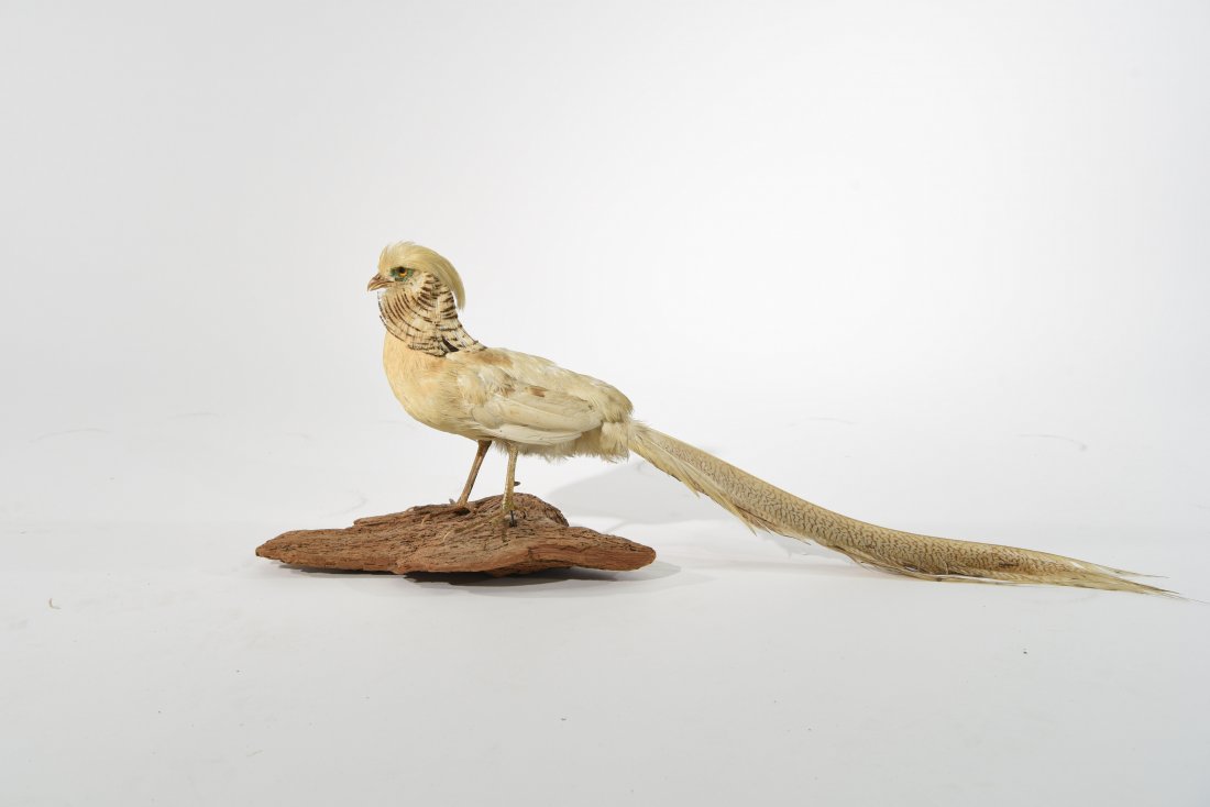 WHITE TAXIDERMY PHEASANT (1 of 10)