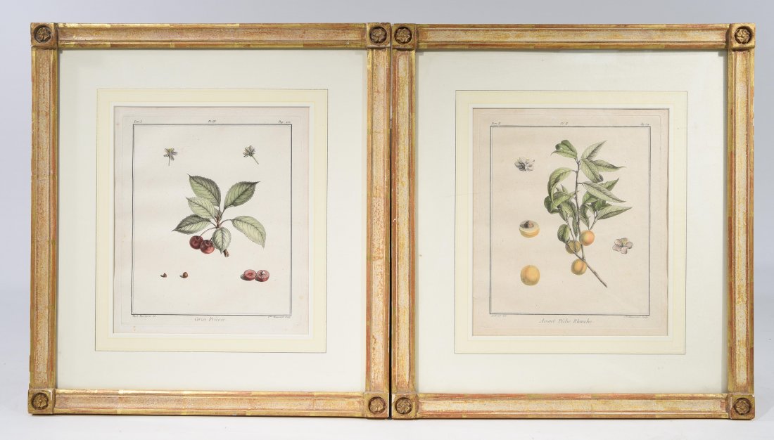 PAIR OF BOTANICAL ENGRAVINGS (1 of 8)