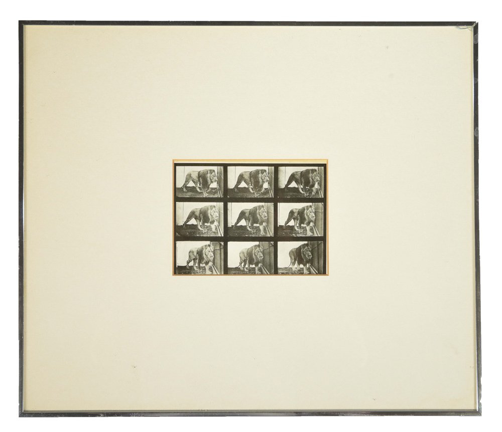 EADWEARD MUYBRIDGE LION WALKING: From Animal Locomotion Dimensions: H 13.5" x W 16", Sight H 4" x W 5.25"