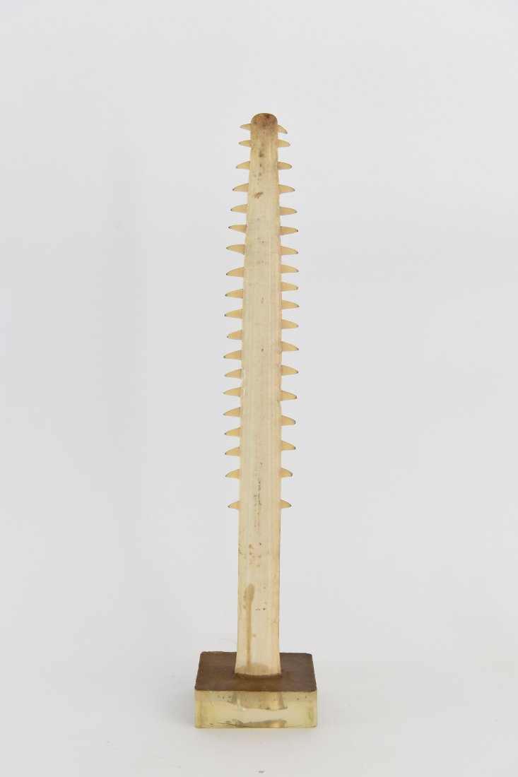 SAWFISH BILL ON STAND (1 of 6)