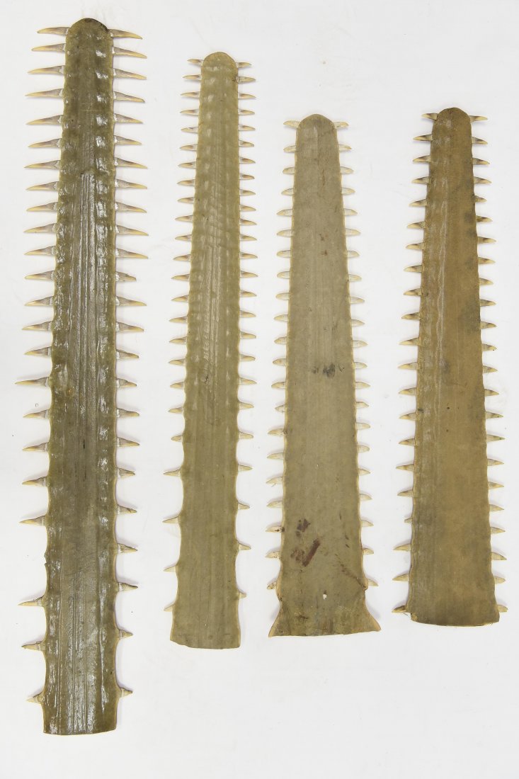 (4) SAWFISH BILLS LARGEST IS 4FT (1 of 7)