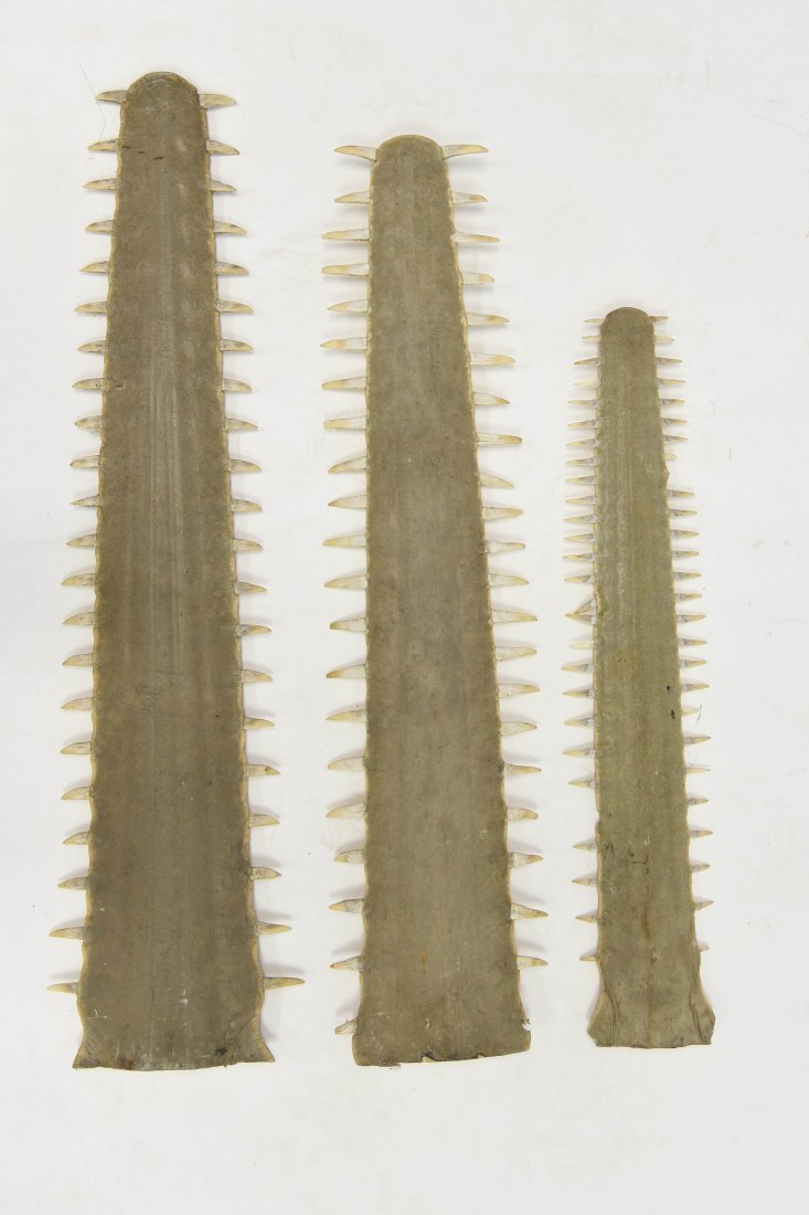 (3) SAWFISH BILLS LARGEST 33 INCHES (1 of 6)
