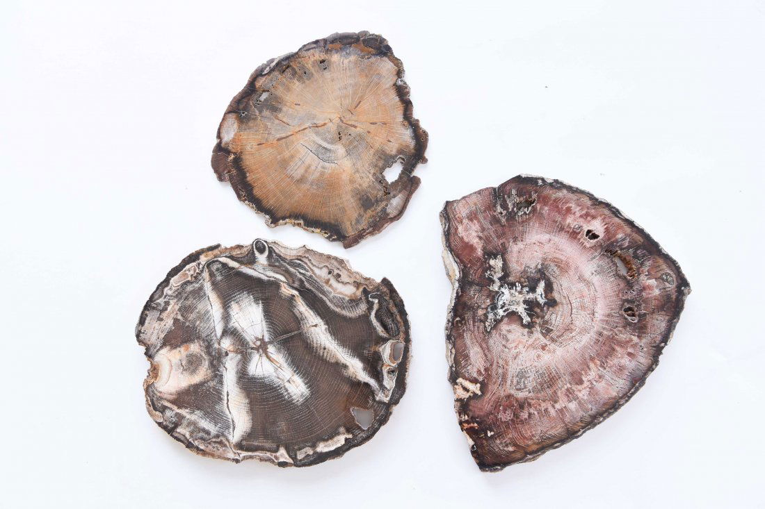 (3) PETRIFIED WOOD STONE SLABS (1 of 7)