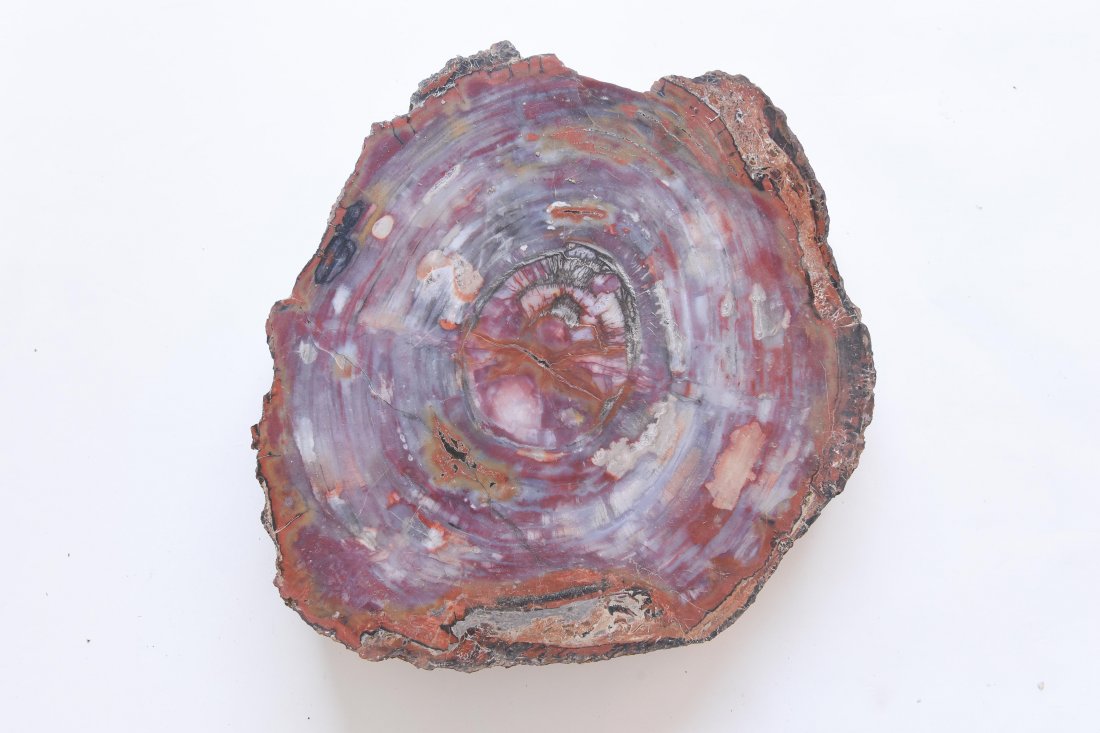 LARGE PETRIFIED WOOD SLAB (1 of 6)