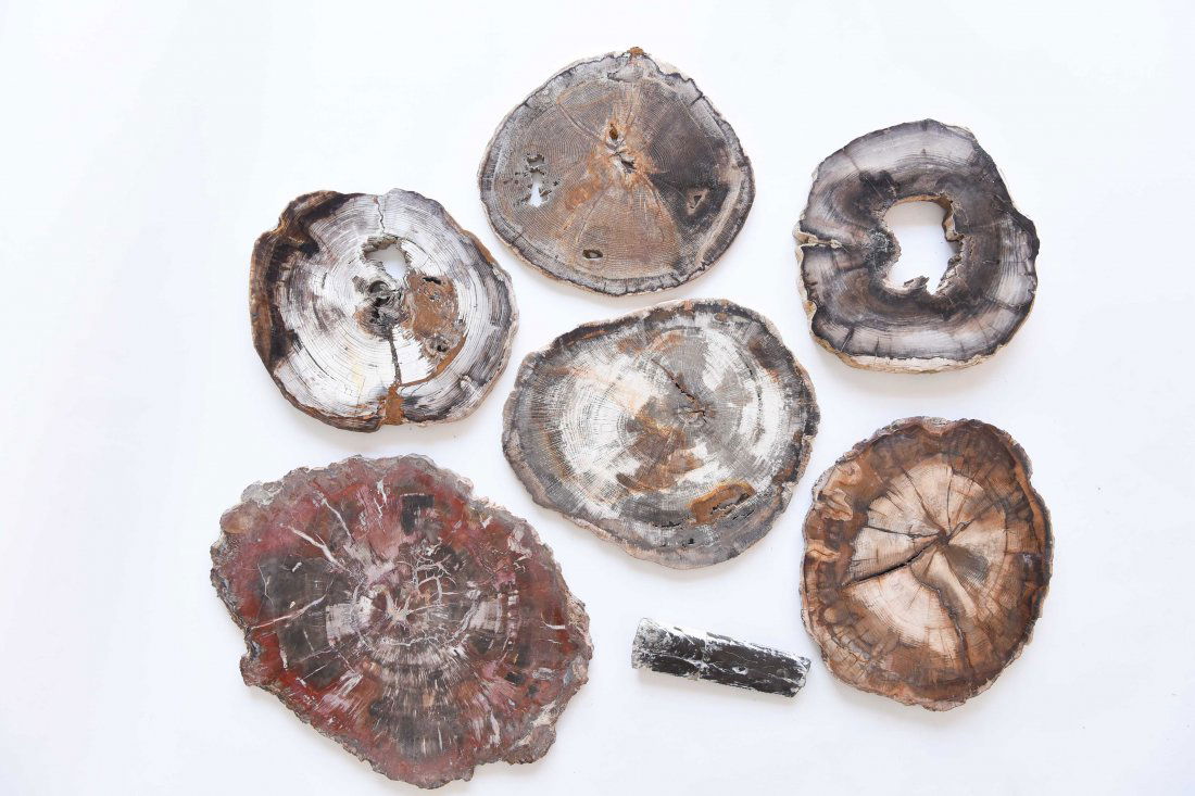 GROUPING OF PETRIFIED WOOD SLABS (1 of 10)