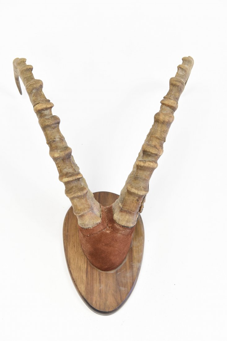 SABLE ANTELOPE MOUNT HORNS (1 of 9)
