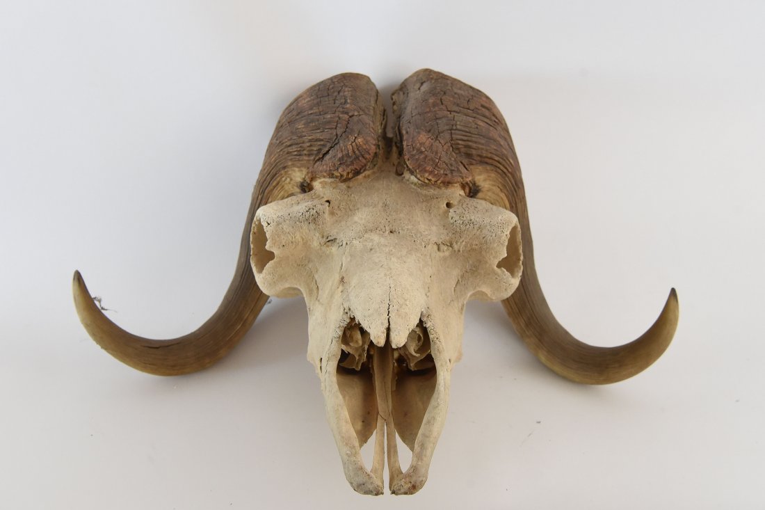 WATER BUFFALO SKULL (1 of 9)