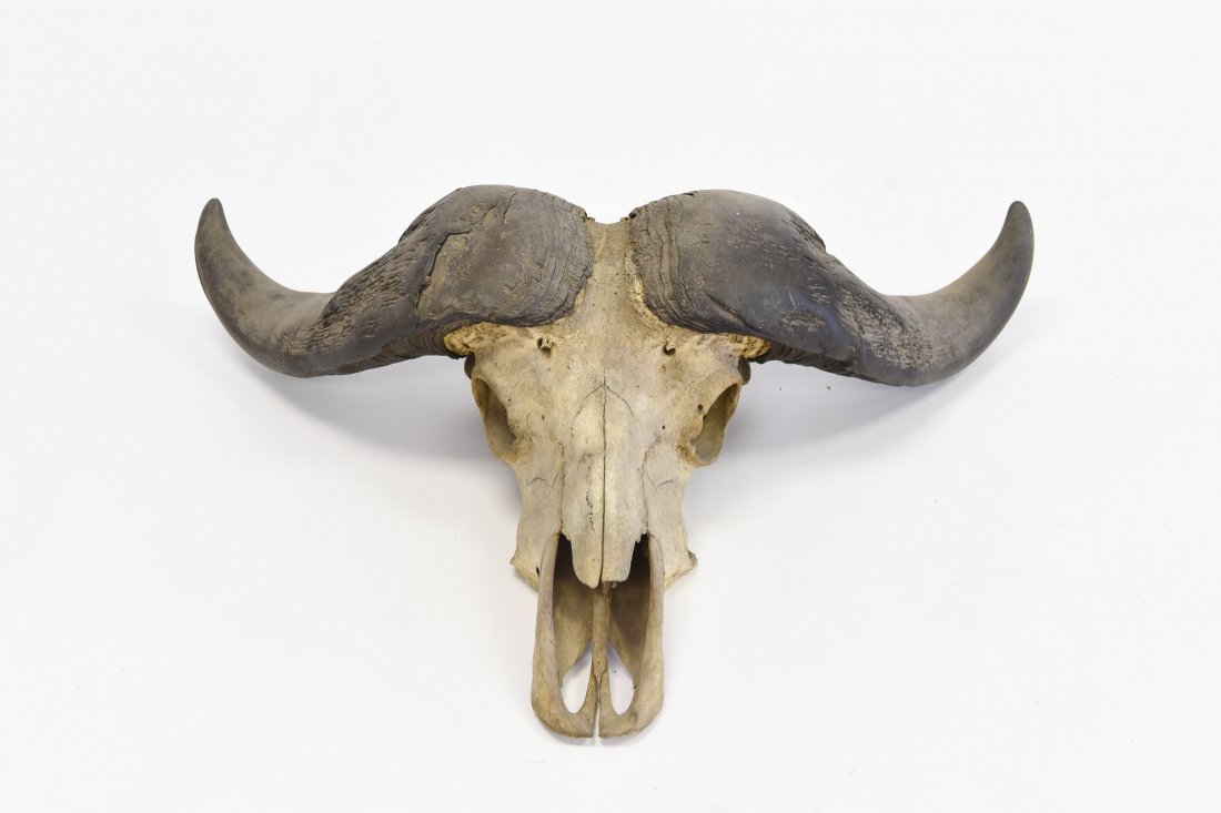 CAPE BUFFALO SKULL (1 of 7)