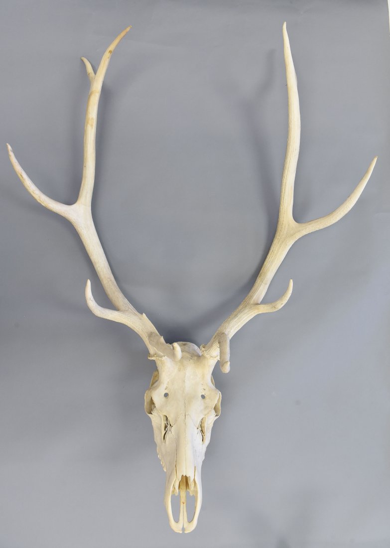 EUROPEAN RED DEER ANTLER & SKULL MOUNT (1 of 7)