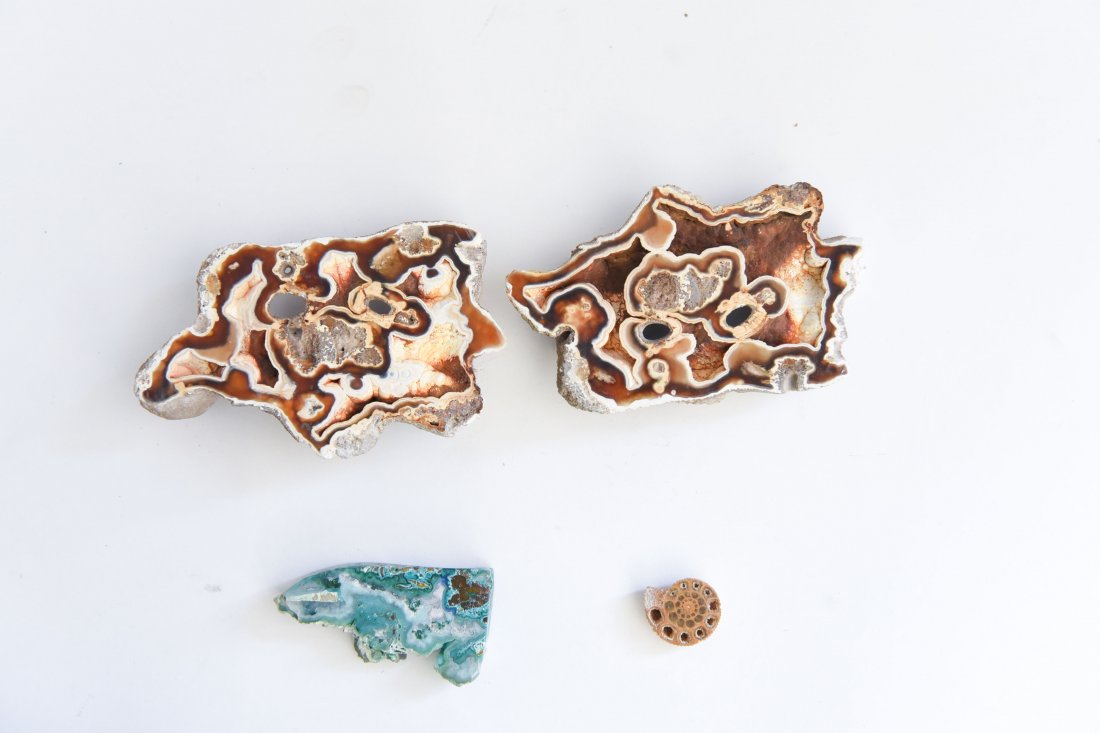 STONE FOSSIL CORAL SPECIMENS (1 of 6)