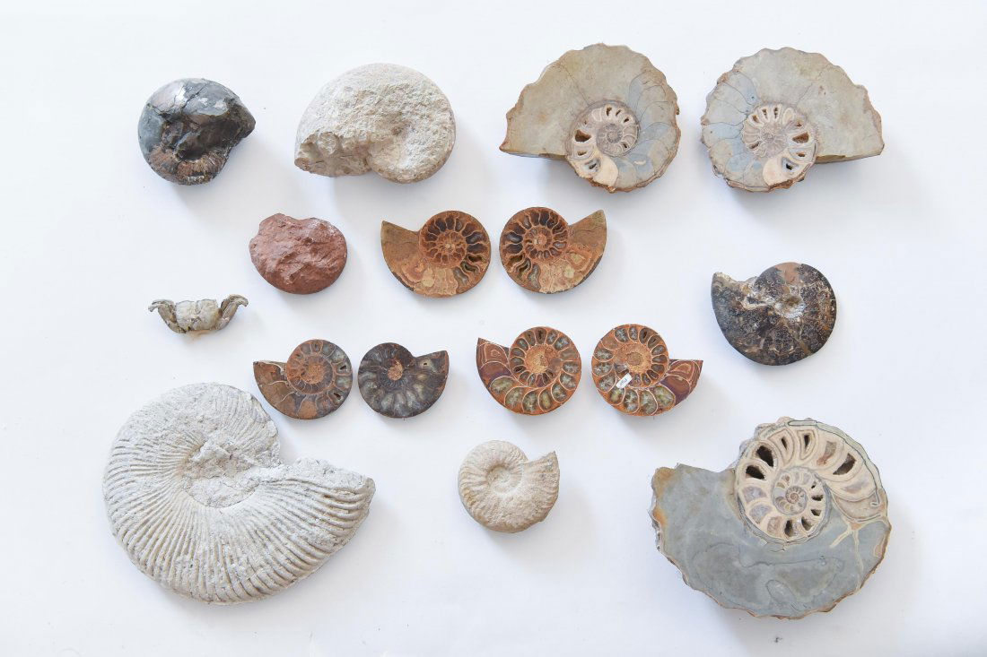 AMMONITE FOSSILS (1 of 9)