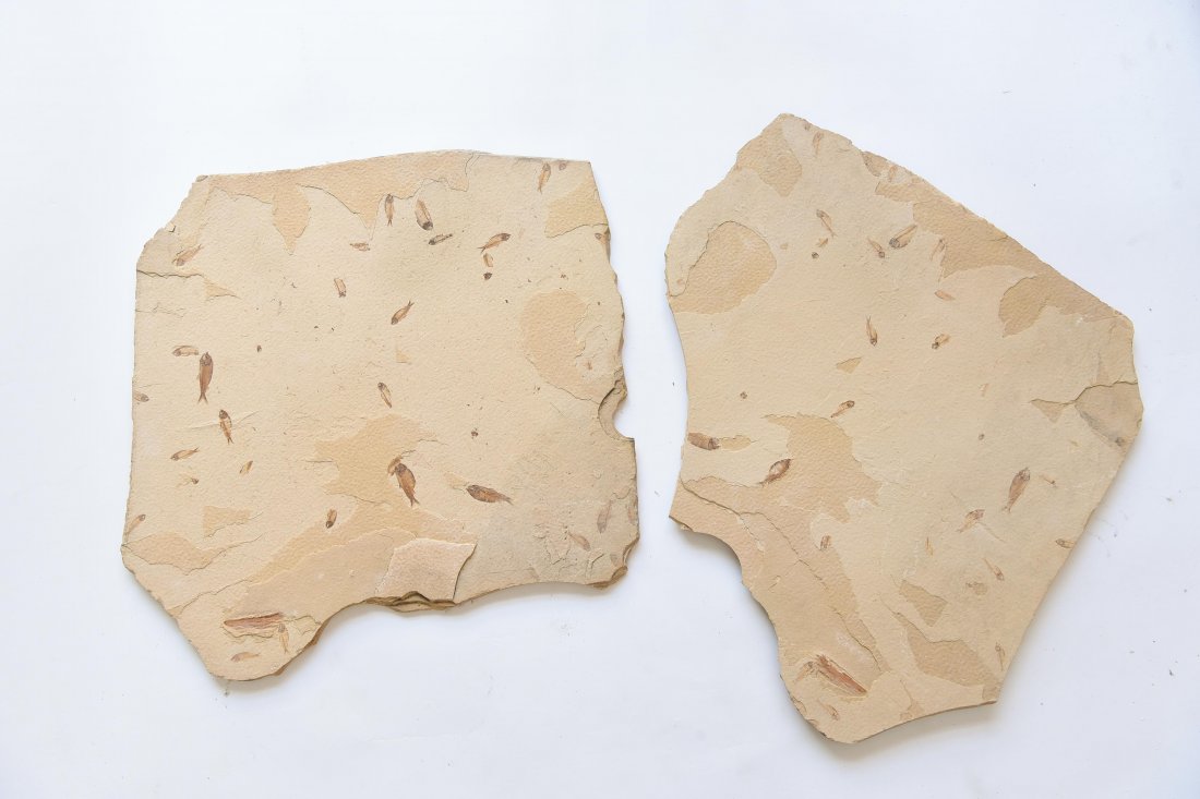 (2) LARGE FISH FOSSILS SLABS (1 of 7)