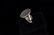 SILVER SIGNET CREST RING - 2
