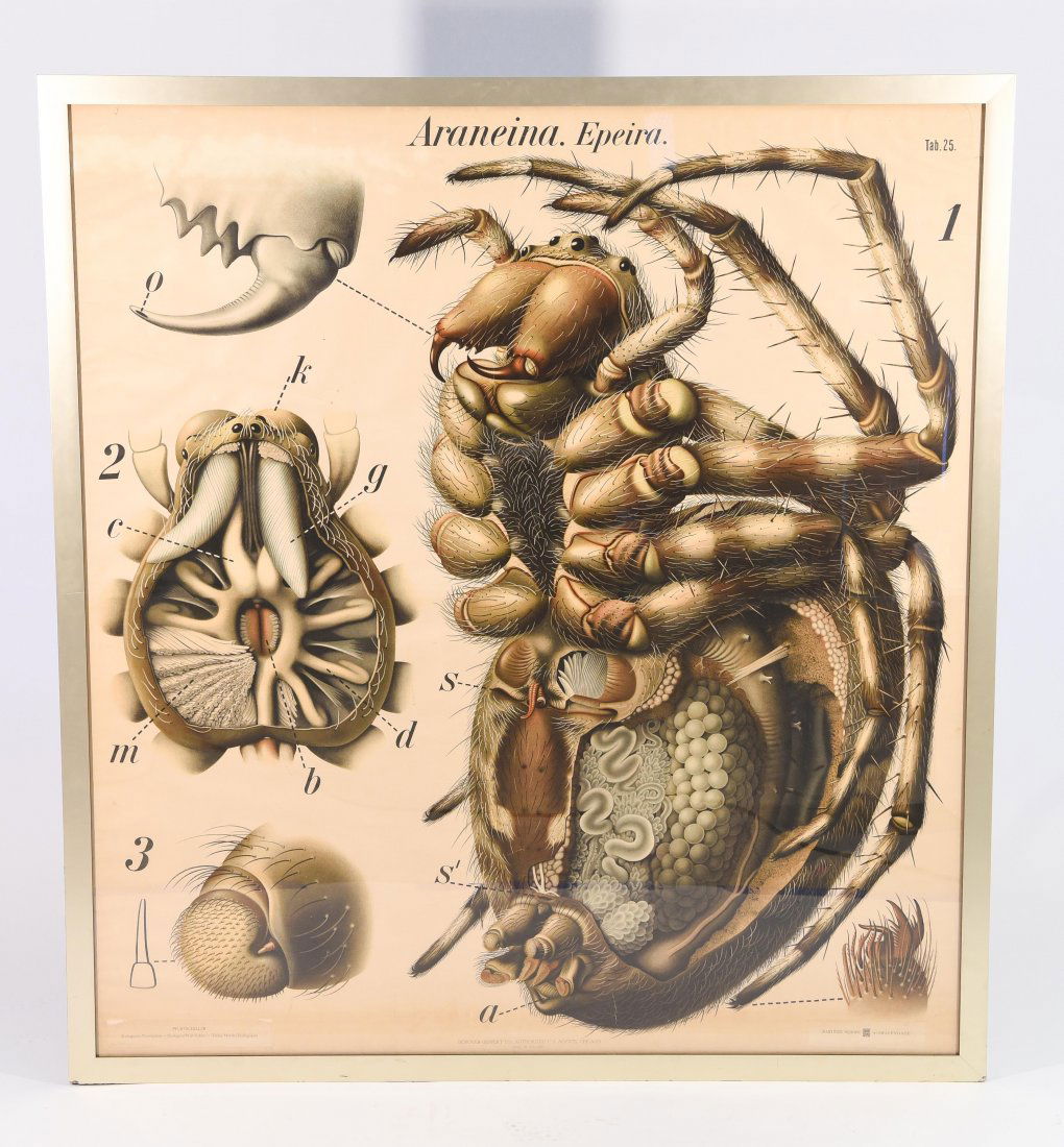 GIANT FRENCH CLASSROOM POSTER OF A TARANTULA (1 of 9)