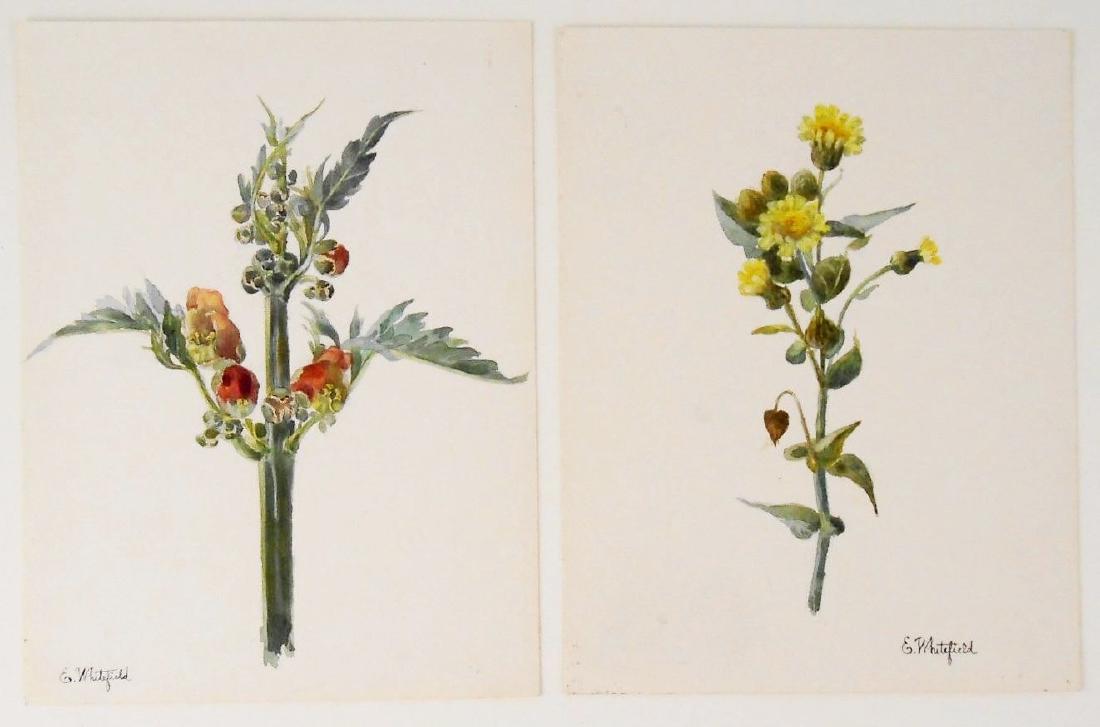 Two 19th Century Botanical Watercolors (1 of 2)