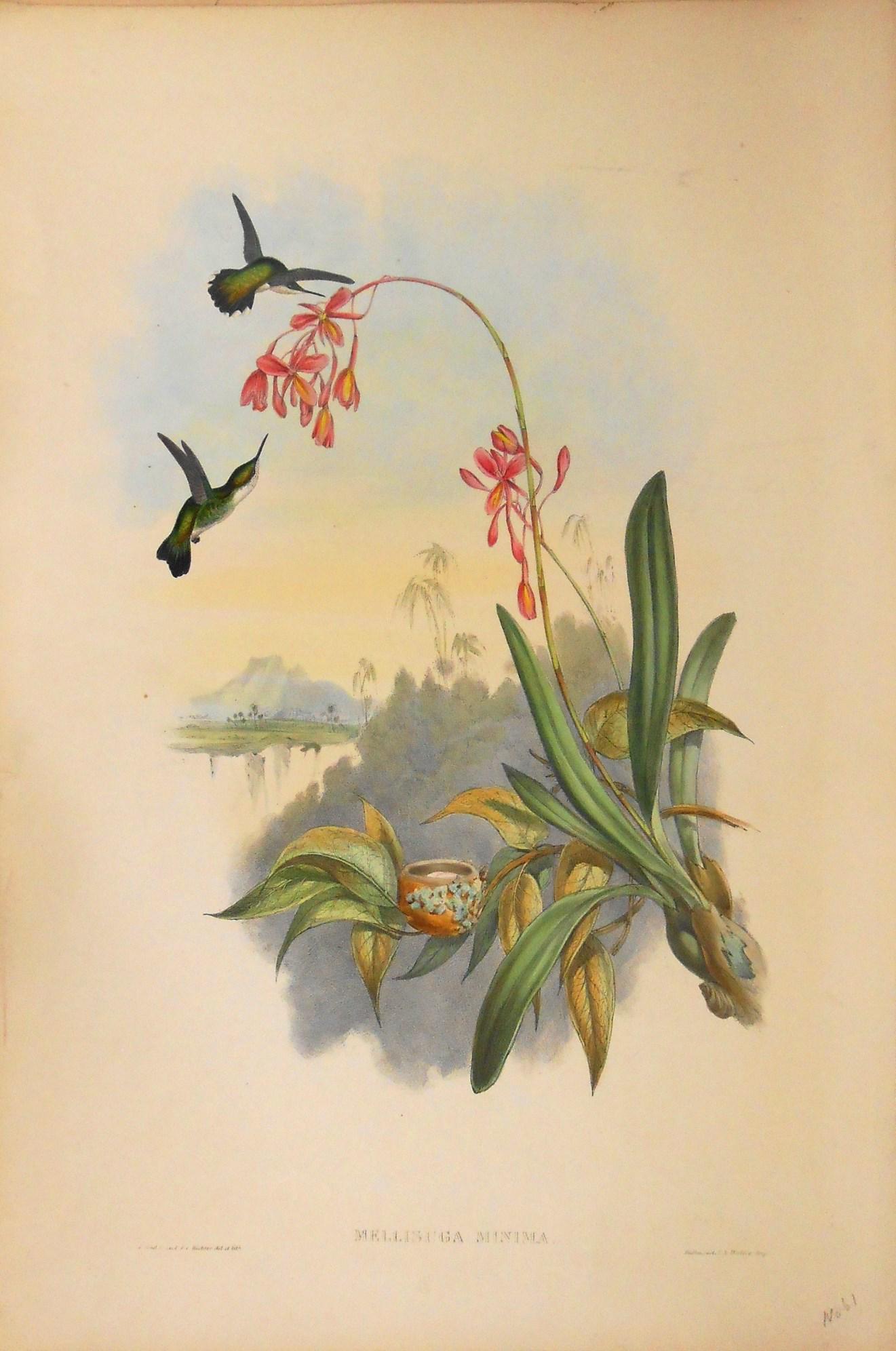 John Gould (1804-1881) Lithograph (1 of 3)