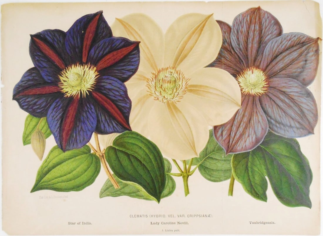 19th Century Botanical Print (1 of 2)