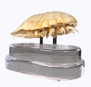 Giant Isopod, Bathynomous Giganteus