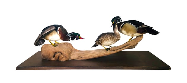 Texas Wood Ducks Taxidermy