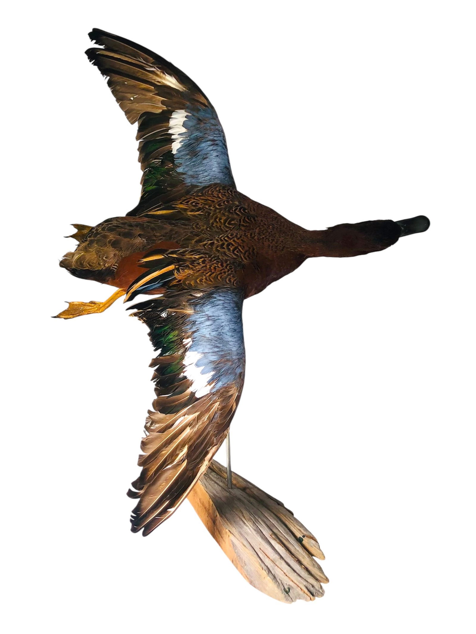 Texas Wood Duck Taxidermy: Texas wood duck taxidermy. A single Texas wood duck in flight, mounted to a driftwood base. Dimensions: H. 20 inches W. 16 inches D. 15 inches