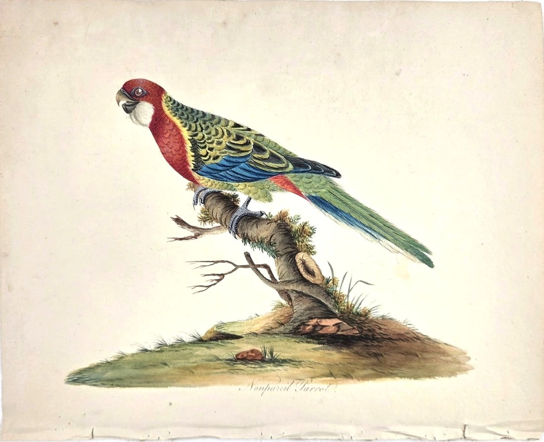 Color Engraving, Nonpareil Parrot, 19th Century: Color engraving, Nonpareil Parrot, on wove paper, English, circa early 19th century. Published on J. Whatman paper with 1811 watermark. Good condition overall. Colors very fresh and bright. Sold unfra