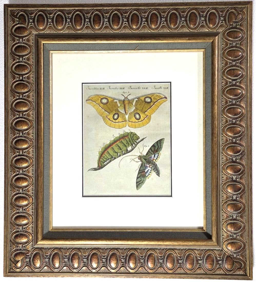 Handcolored Butterfly Engraving, Ca.1800: Very nice handcolored engraving of a butterfly or moth, circa 18th/19th century. Not examined out of the frame but appears to be in excellent condition. Dimensions (image only): H. 9 inches W. 7