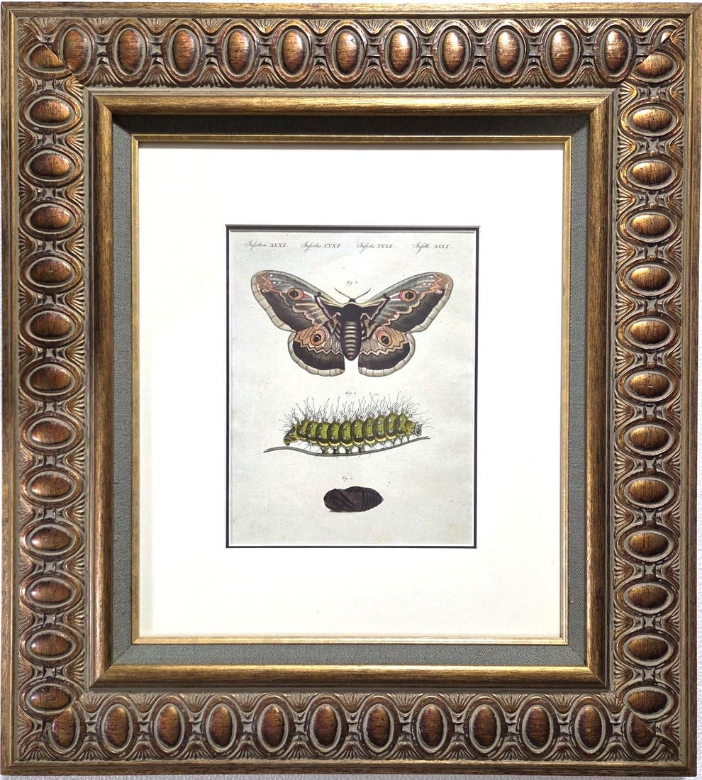Handcolored Butterfly Engraving, Ca.1800: Very nice handcolored engraving of a butterfly or moth, circa 18th/19th century. Not examined out of the frame but appears to be in excellent condition. Dimensions (image only): H. 9 inches W. 7