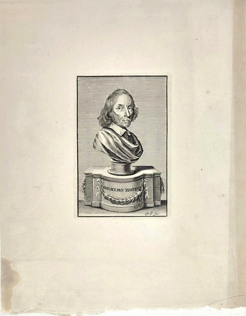 19th Century Engraving, Circa 1800: Engraving on fine wove paper, Guilielmus Harveus (William Harvey, 1578-1657), English physician, circa early-mid 19th century. Very good condition, the image being very fresh and sharp. Unframed.