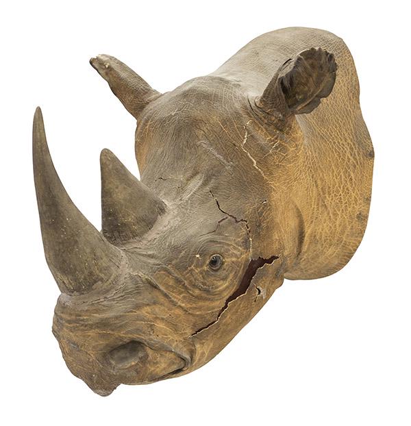 Rhino Head Preporation (Diceros bicornis- black Rhino) (1 of 10)