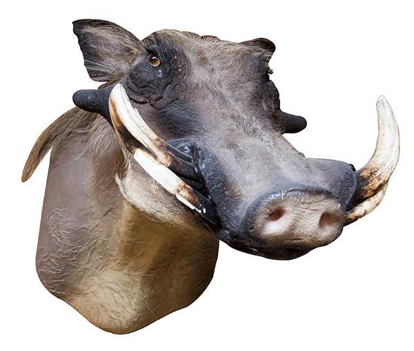 African Wart Hog Taxidermy Shoulder Mount: Wart hog. The collection of Dr. John Zettel. 15 1/2w x 27d x 19h