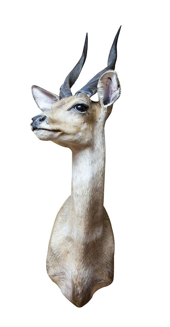African Bushbuck Taxidermy Shoulder Mount (1 of 4)