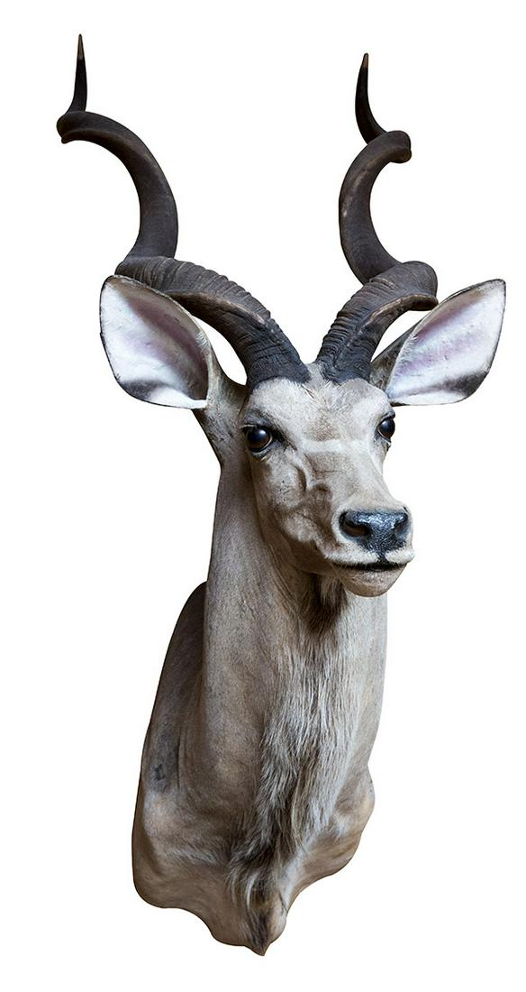 Greater Kudu Taxidermy Mount (1 of 6)