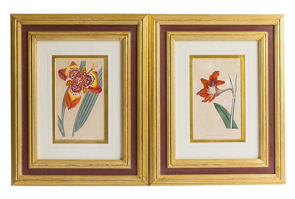 William Curtis (1746-1799) Botanical Prints (1 of 10)